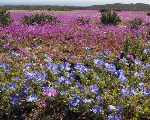 Superbloom of Cistanthe sp. and Nolana paradoxa