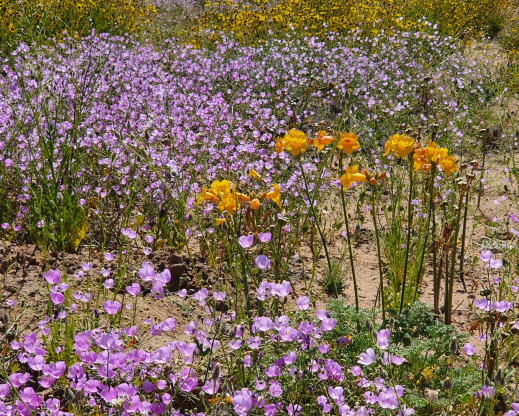 Cristaria viridiluteola with Argylia radiata