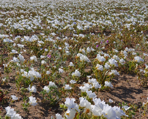 White Nolana sp. as far as the eye can see