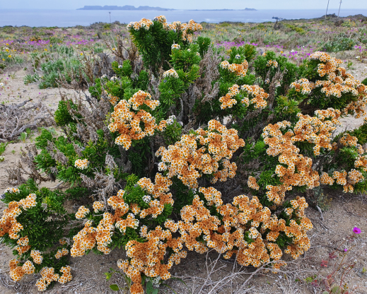 Heliotropium megalanthum     