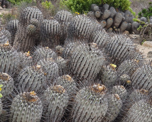 Copiapoa dealbata 