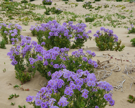Solanum heterantherum 