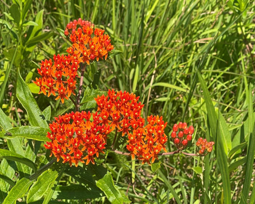 Asclepias tuberosa Asclepias tuberosa