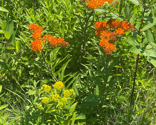 Asclepias tuberosa Asclepias tuberosa