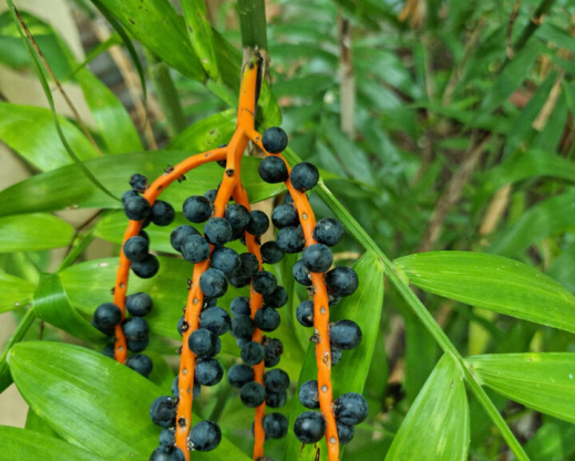 Chamaedorea fruits