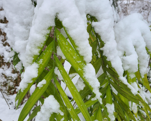 Potted Chamaedorea microspadix in the snow.