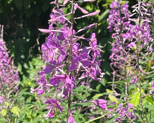 Chamaenerion angustifolium Chamaenerion angustifolium