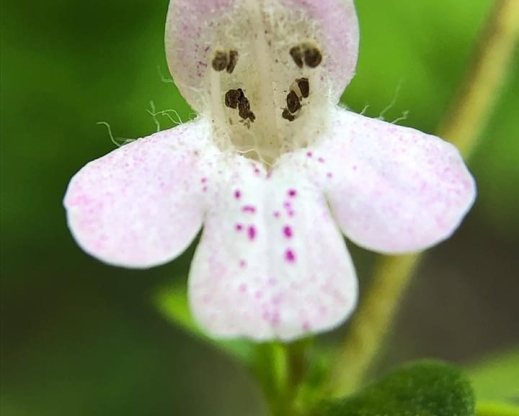 Clinopodium talladeganum Clinopodium talladeganum