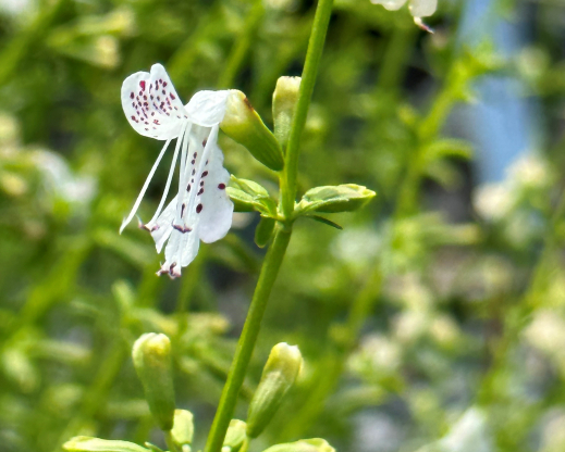 Dicerandra christmanii Dicerandra christmanii