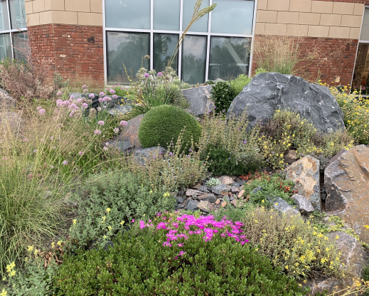 Plants in the crevice garden continue to thrive.