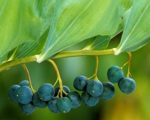 Polygonatum is good visual substitute for Chamaedorea fruits