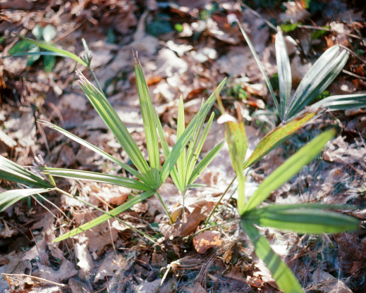 Rhapidophyllum hystrix in March, 2005, after successfully overwintering.