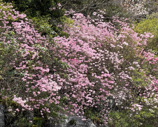 Rhododendron vaseyi Rhododendron vaseyi