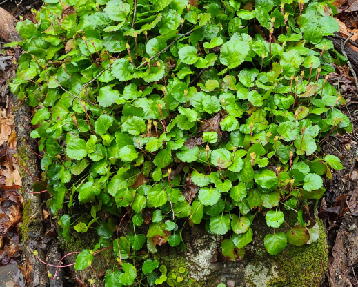Shortia galacifolia Shortia galacifolia