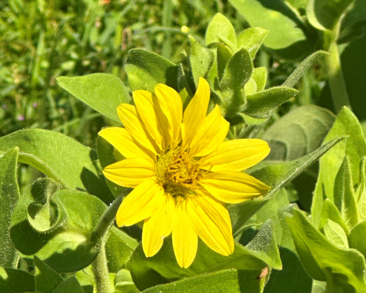 Silphium glutinosum Silphium glutinosum