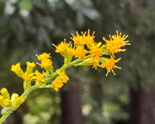 Solidago faucibus Solidago faucibus
