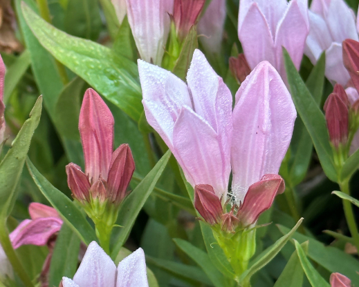 Spigelia alabamensis Spigelia alabamensis