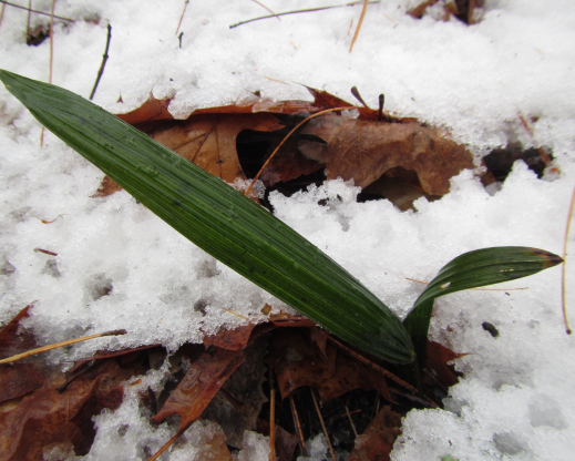 Trachycarpus fortunei in snow