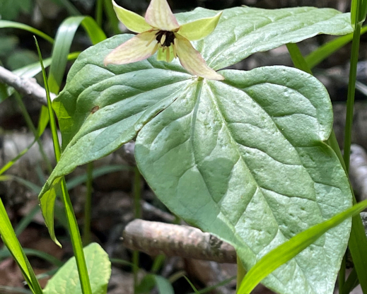 White form of Trillium erectum White form of Trillium erectum
