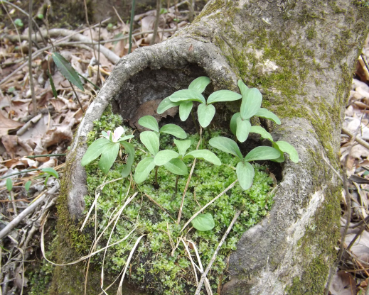 Trillium pusillum var. 4