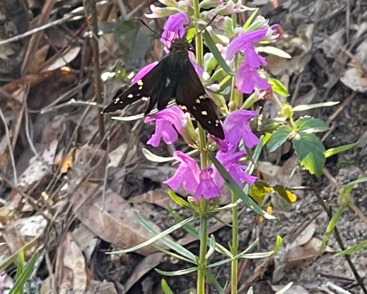 Dicerandra odoratissima Dicerandra odoratissima