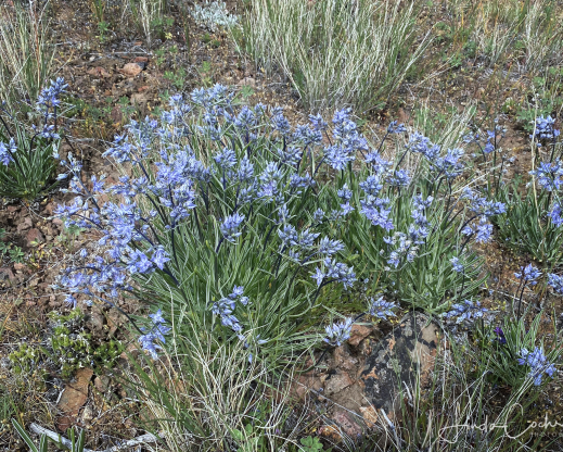 Frasera albicaulis var. cusickii
