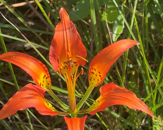 Lilium catesbyi Lilium catesbyi