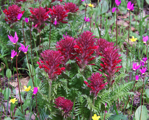 Pedicularis densiflora growing with Dodecatheon hendersonii