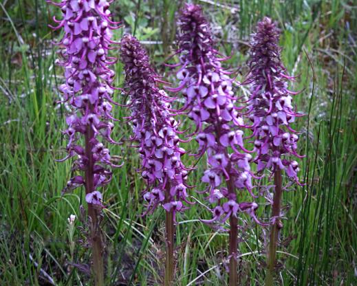 Pedicularis groenlandica      