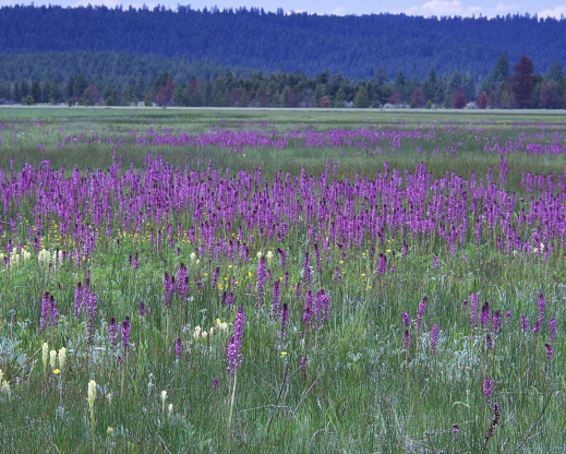 Pedicularis groenlandica growing Logan Valley in central Oregon.