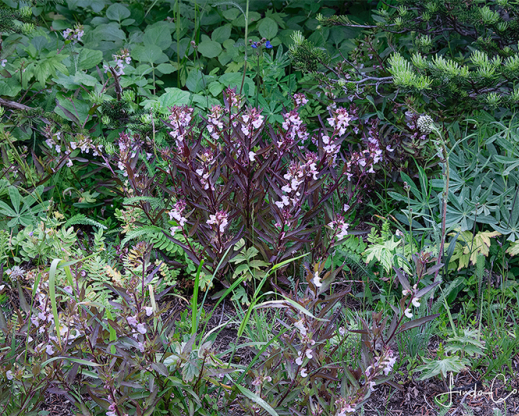 Pedicularis racemosa                          