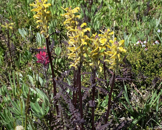 Pedicularis rainierensis