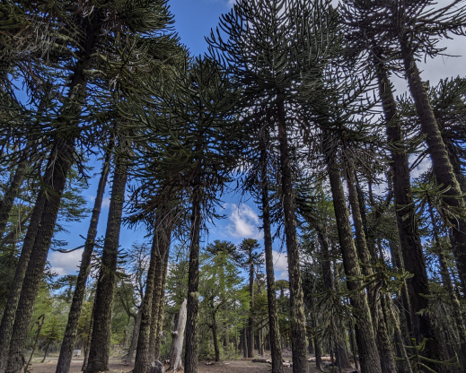 Araucaria araucana forest        