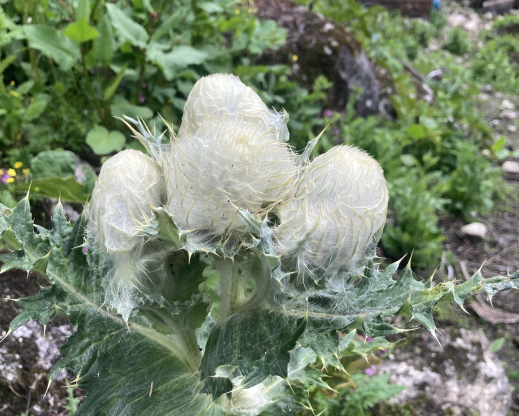 Cirsium eriophoroides      