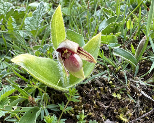 Cypripedium elegans