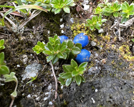 Gaultheria trichophylla
