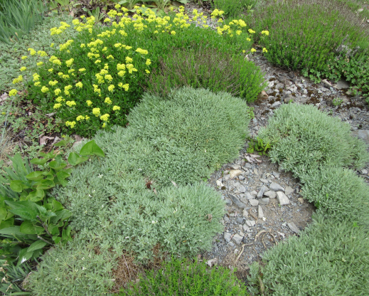 Astragalus angustifolius with Eriogonum umbellatum 