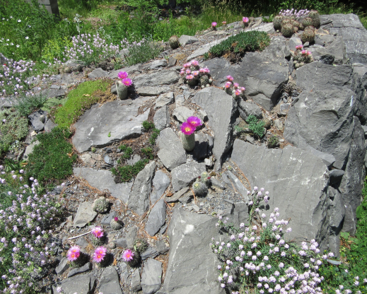 Various cactus blooming in limestone crevices.