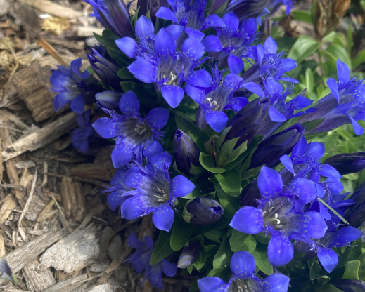 Gentiana septemfida