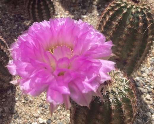 Echinocereus reichenbachii
