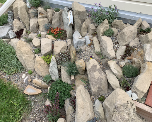 View of the crevice garden after planting