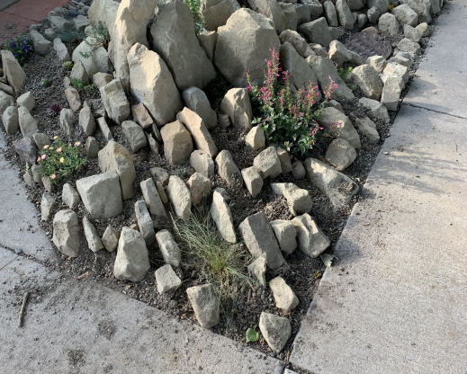 The new crevice garden in the hell strip