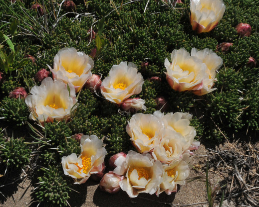 Maihuenia patagonica 