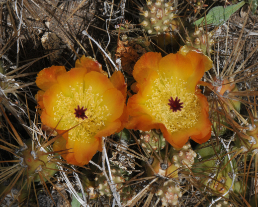 Maihueniopsis darwinii