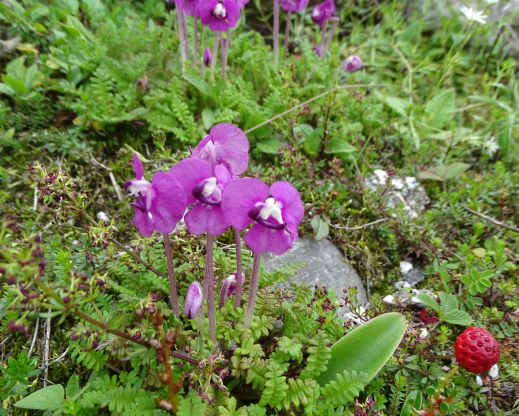 Pedicularis siphonantha