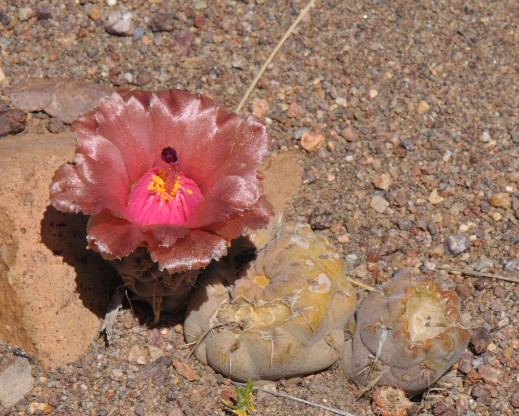 Pterocactus neuquensis