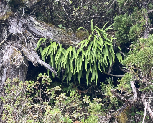 Selliguea griffithiana