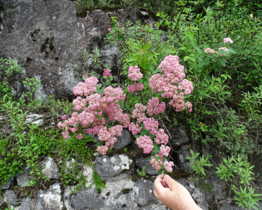 Spiraea bella