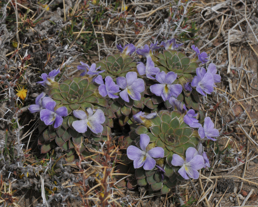 Viola × blaxlandiae 