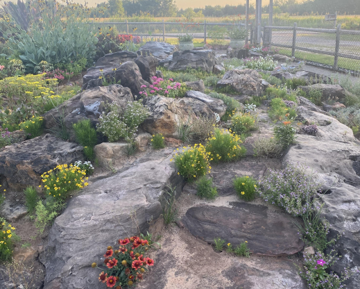 View of the rock garden    